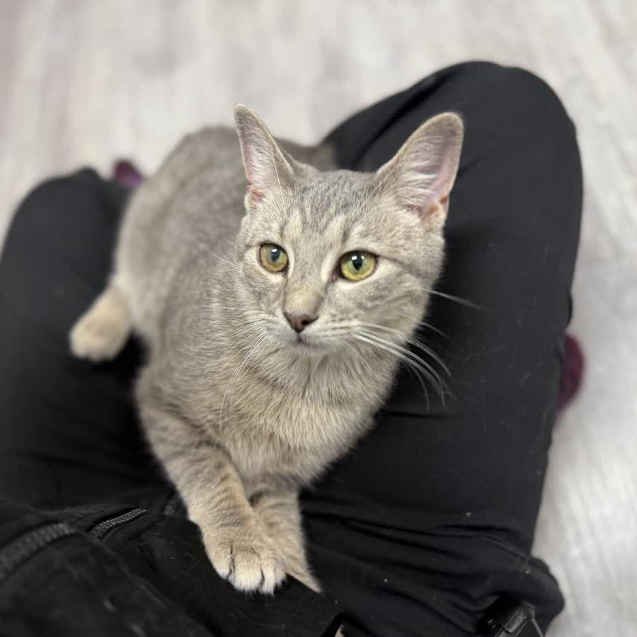 Tonic, Adoptable, Young Male Domestic Short Hair.