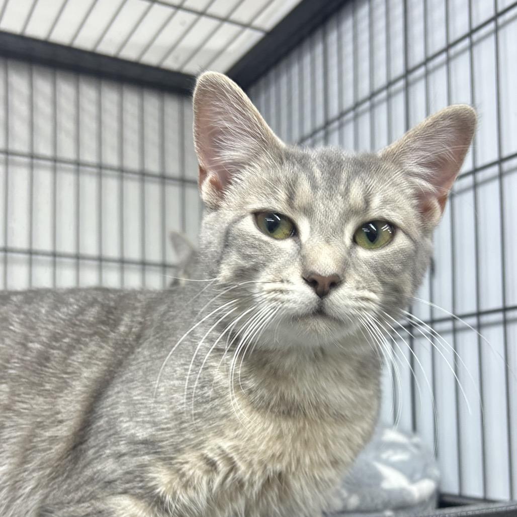 Enlarge Tonic, a Adoptable Domestic Short Hair in Ridgely, MD image 3/6