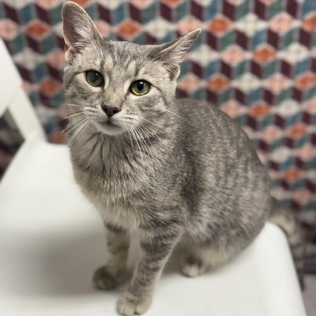 Enlarge Tonic, a Adoptable Domestic Short Hair in Ridgely, MD image 4/6