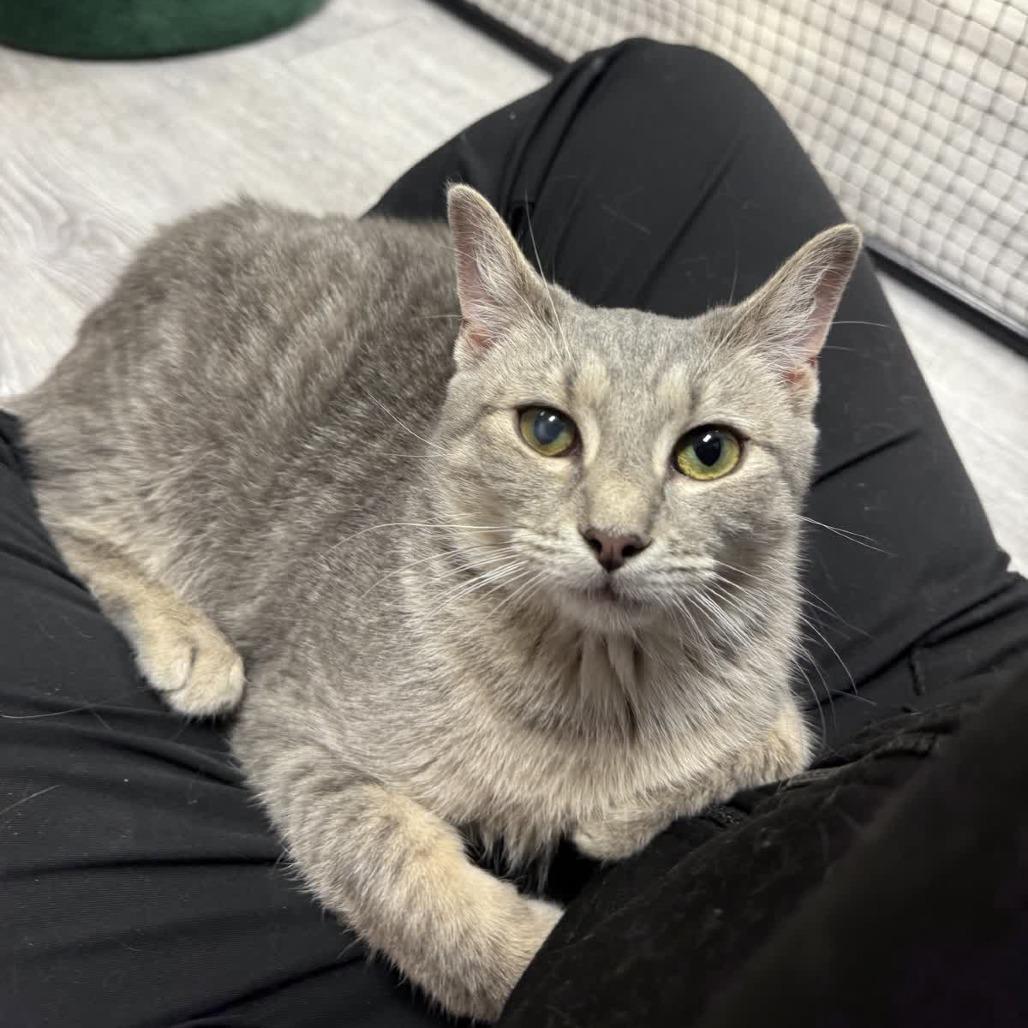 Enlarge Tonic, a Adoptable Domestic Short Hair in Ridgely, MD image 5/6