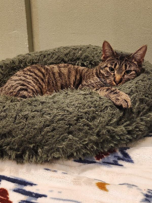 Enlarge Nature, a Adoptable Domestic Short Hair in Grand Rapids, MI image 1/6