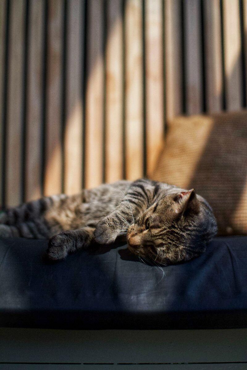 Nature, a Adoptable Domestic Short Hair in Grand Rapids, MI image 1/5