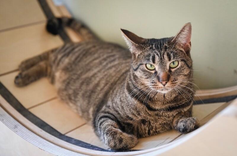 Enlarge Nature, a Adoptable Domestic Short Hair in Grand Rapids, MI image 3/6