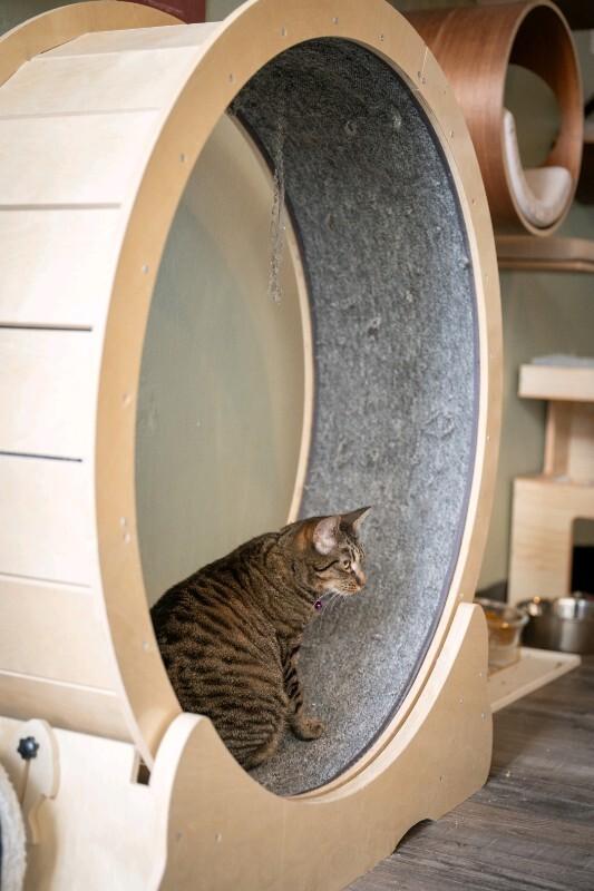 Enlarge Nature, a Adoptable Domestic Short Hair in Grand Rapids, MI image 4/6