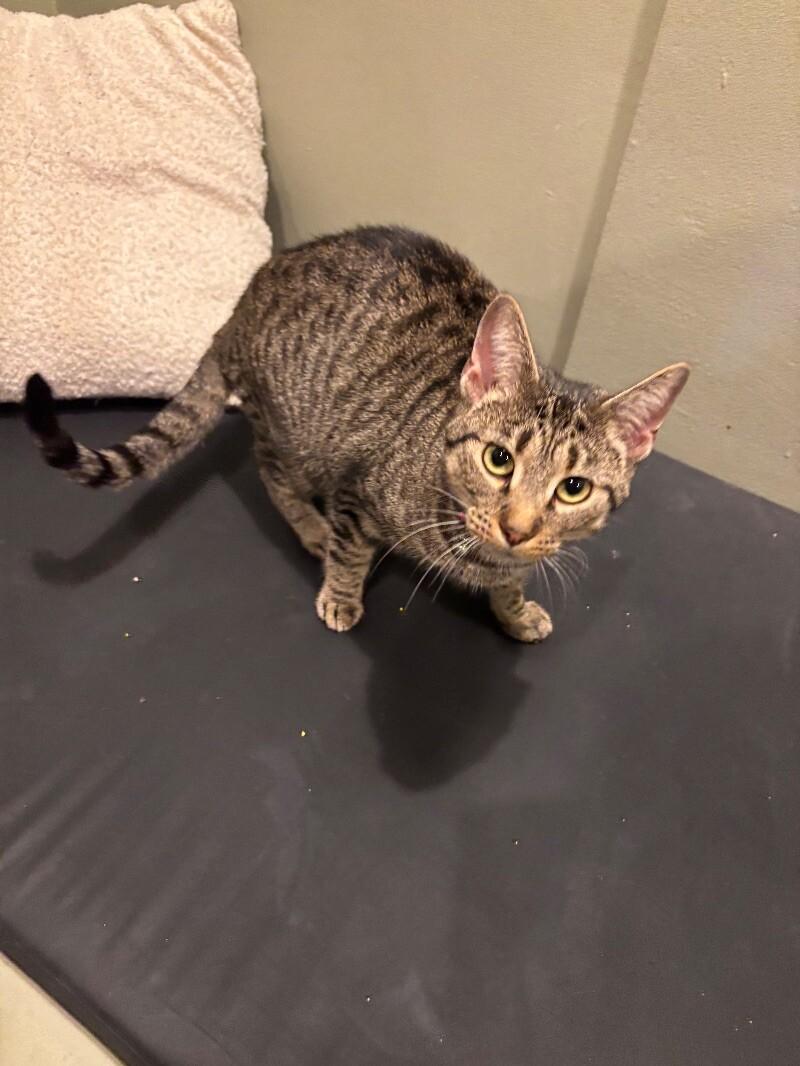 Nature, a Adoptable Domestic Short Hair in Grand Rapids, MI image 2/5