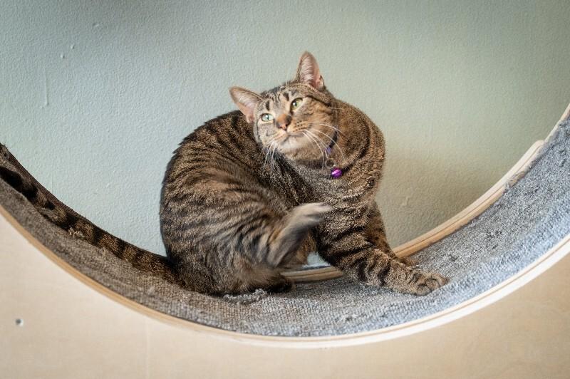 Enlarge Nature, a Adoptable Domestic Short Hair in Grand Rapids, MI image 5/6