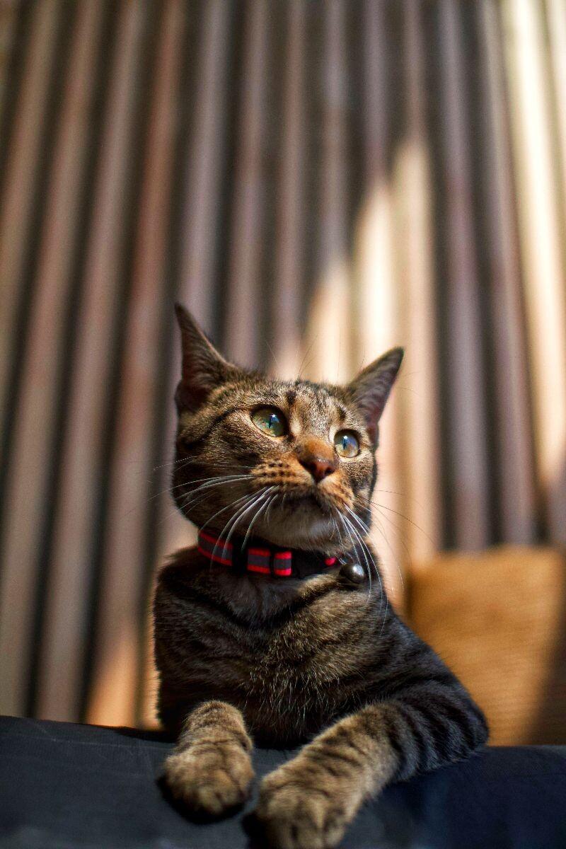 Nature, a Adoptable Domestic Short Hair in Grand Rapids, MI image 3/5