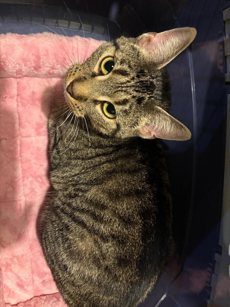 Nature, a Adoptable Domestic Short Hair in Grand Rapids, MI image 4/5