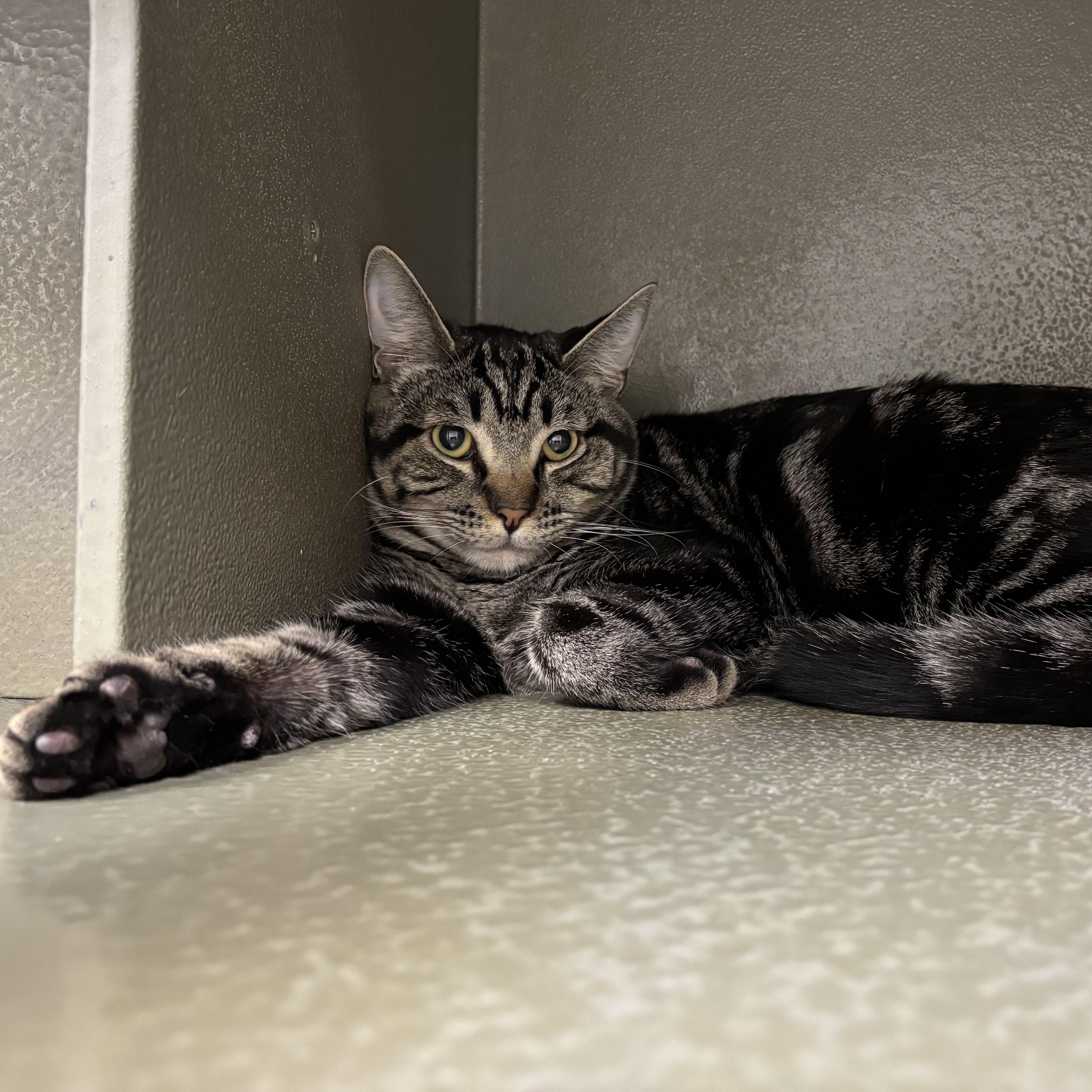 Enlarge Morgana INDOOR ONLY, an adopted mixed breed in Lodi, CA image 2/5