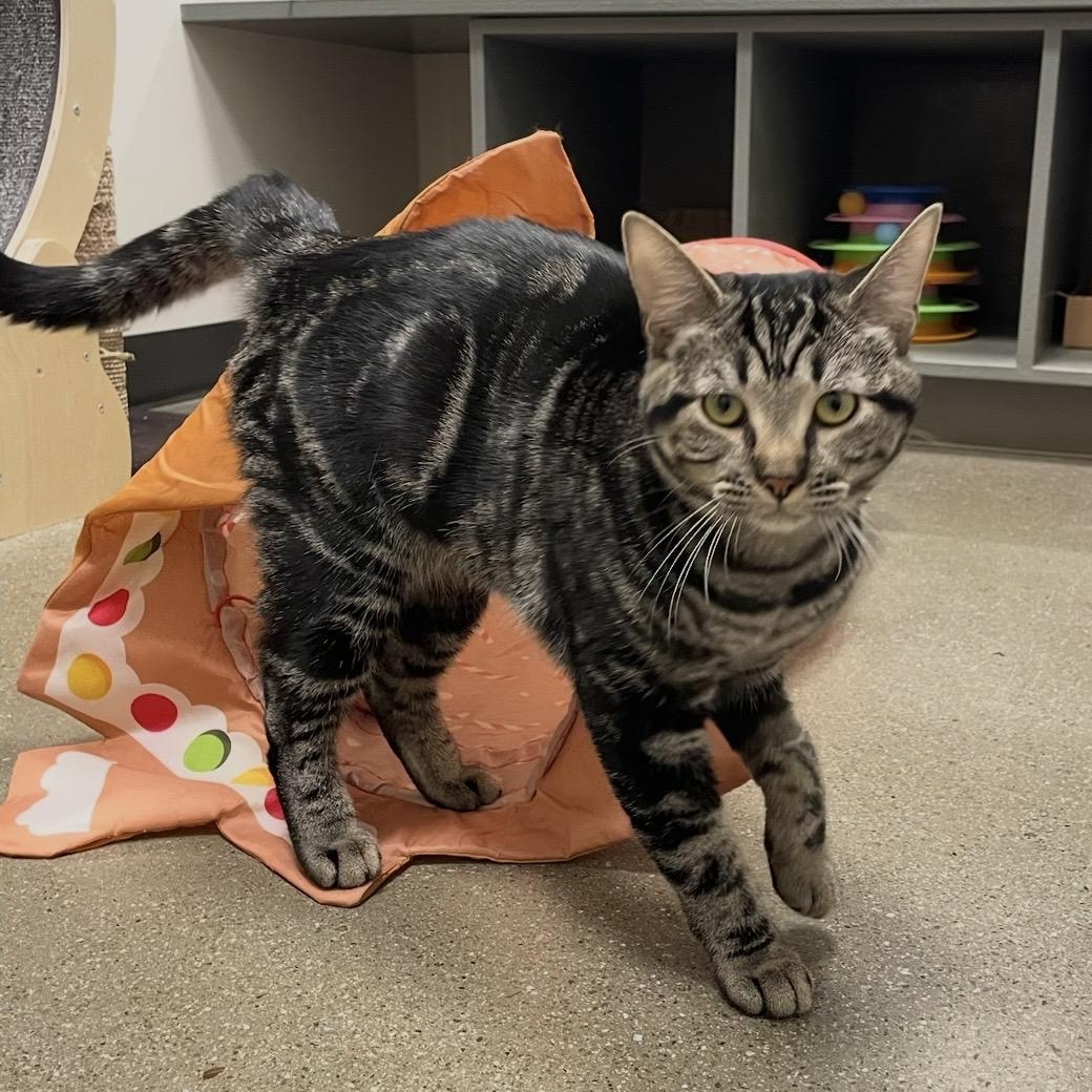 Morgana INDOOR ONLY, adopted, Kitten Female Domestic Short Hair.