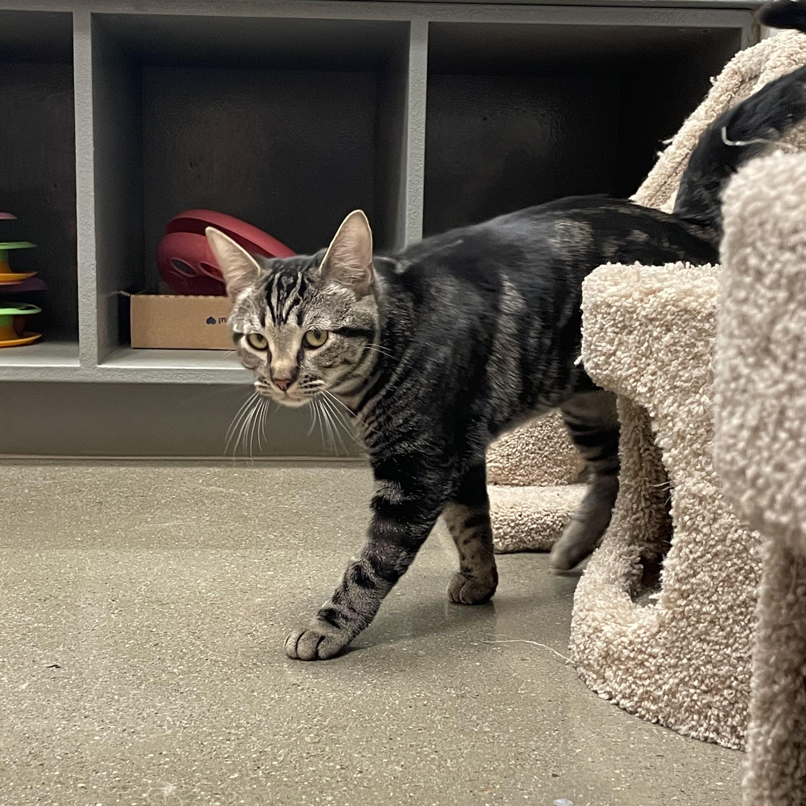 Enlarge Morgana INDOOR ONLY, an adopted mixed breed in Lodi, CA image 3/5