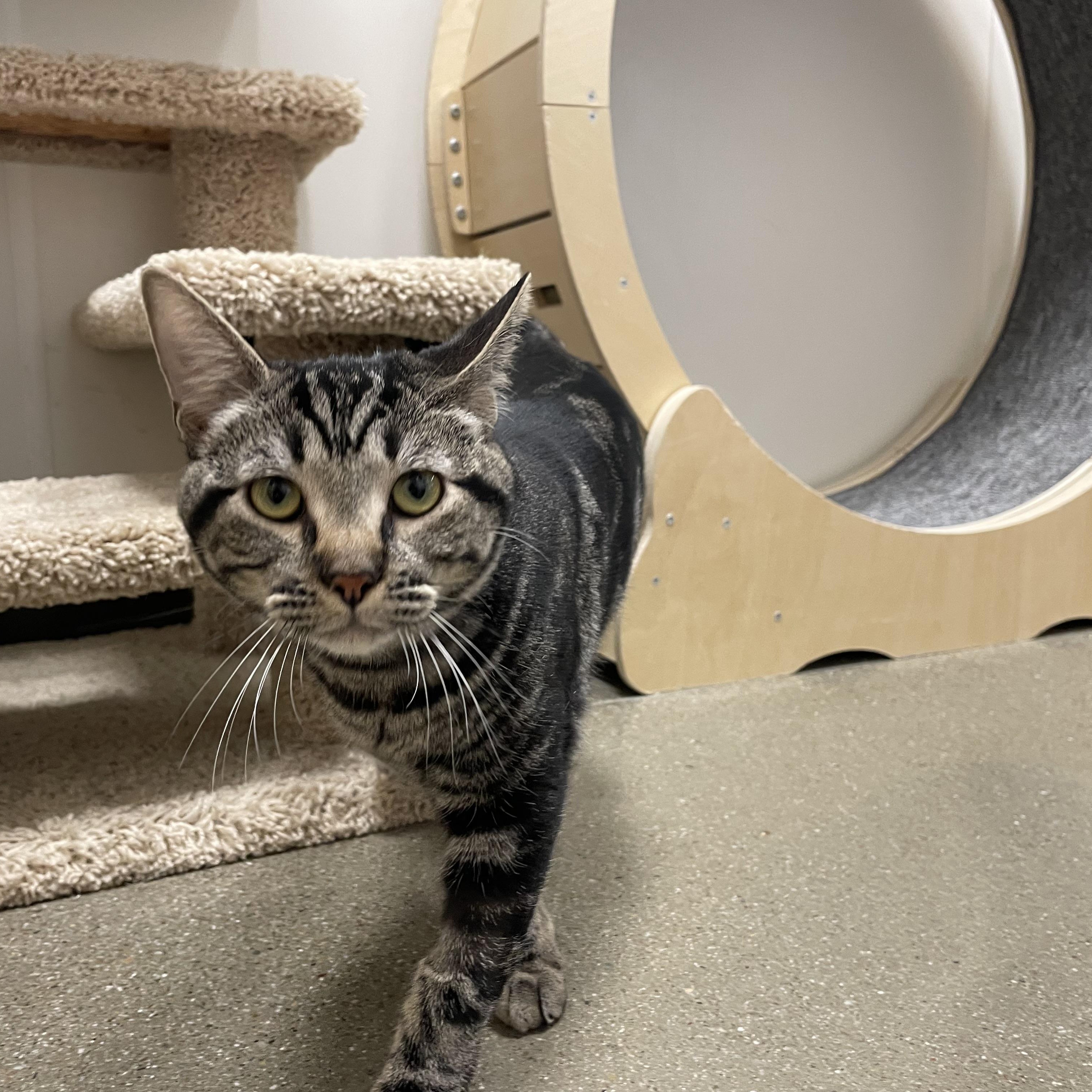 Enlarge Morgana INDOOR ONLY, an adopted mixed breed in Lodi, CA image 4/5