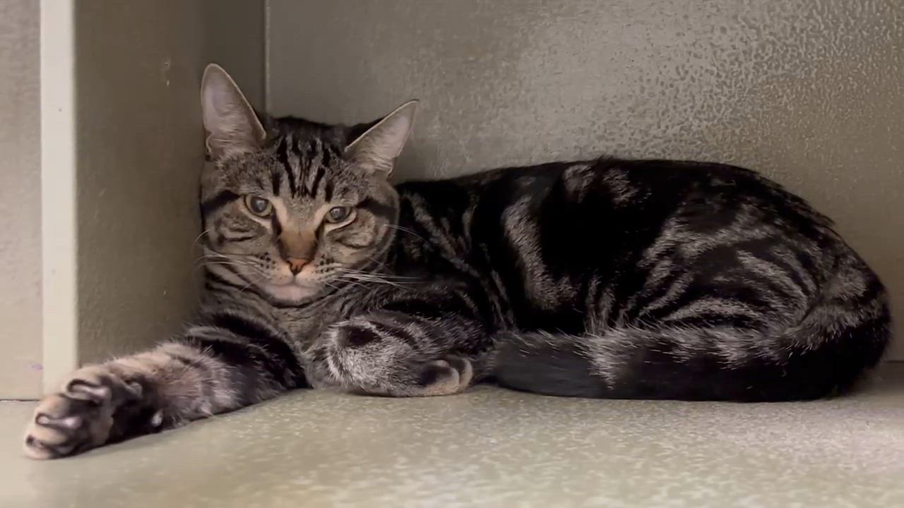 Enlarge Morgana INDOOR ONLY, an adopted mixed breed in Lodi, CA video 5/5