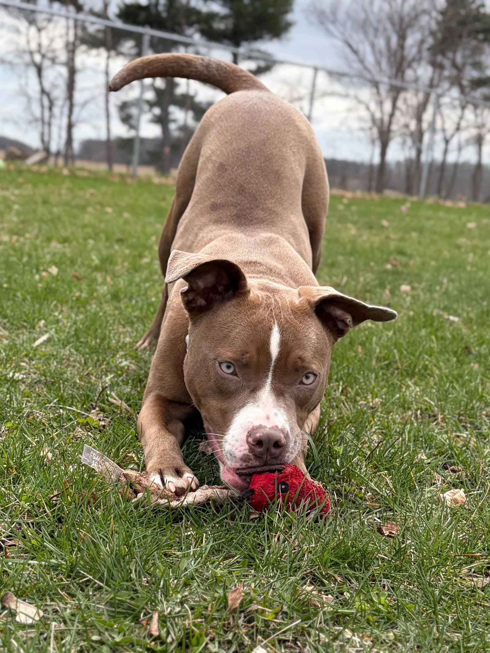 Enlarge Cali - Name Your Own Adoption Fee!, a ADOPTABLE mixed breed in Jefferson, WI image 4/4