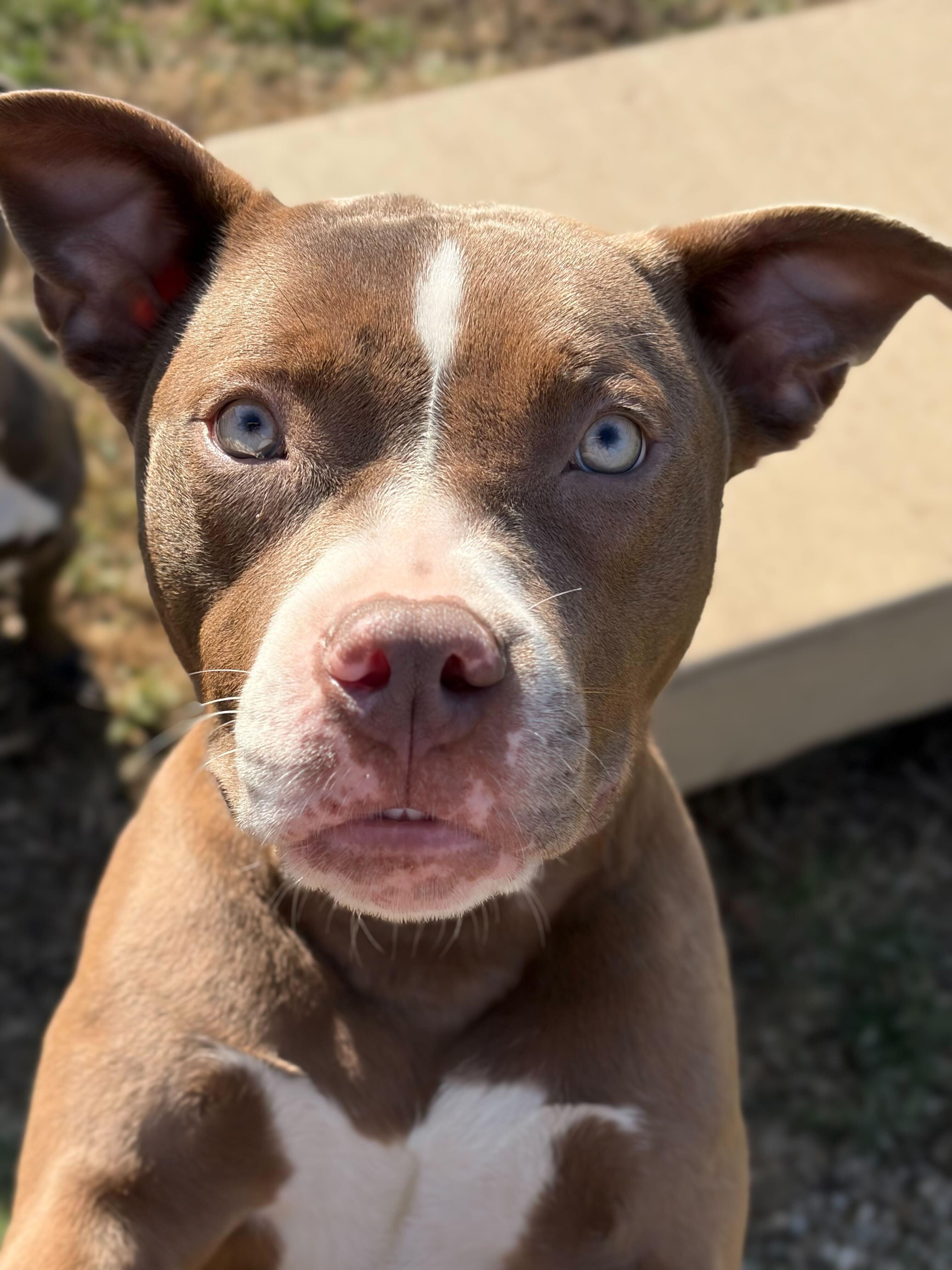 Enlarge Cali - Name Your Own Adoption Fee!, a ADOPTABLE mixed breed in Jefferson, WI image 3/4