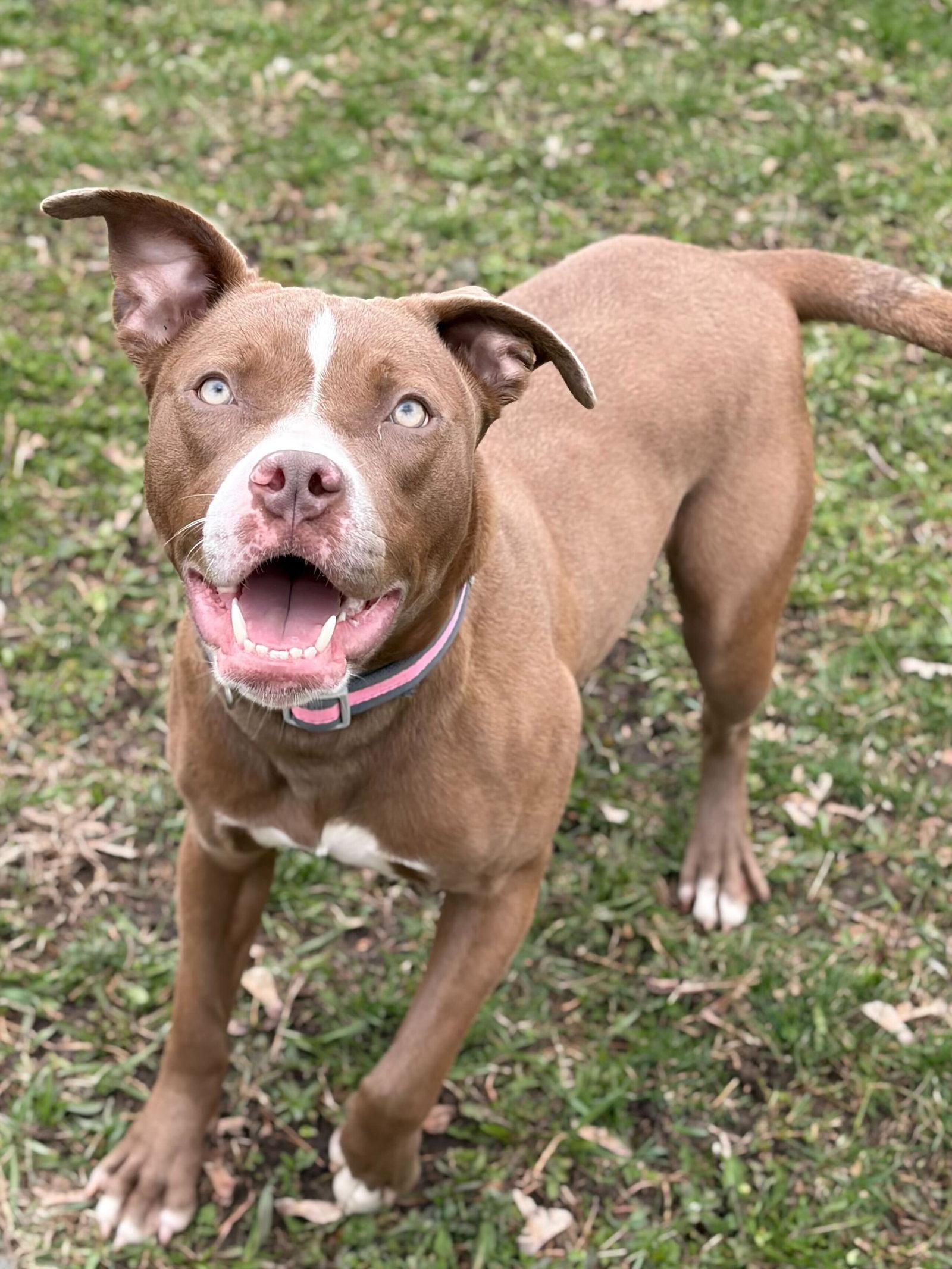 Enlarge Cali - Name Your Own Adoption Fee!, a ADOPTABLE mixed breed in Jefferson, WI image 2/4