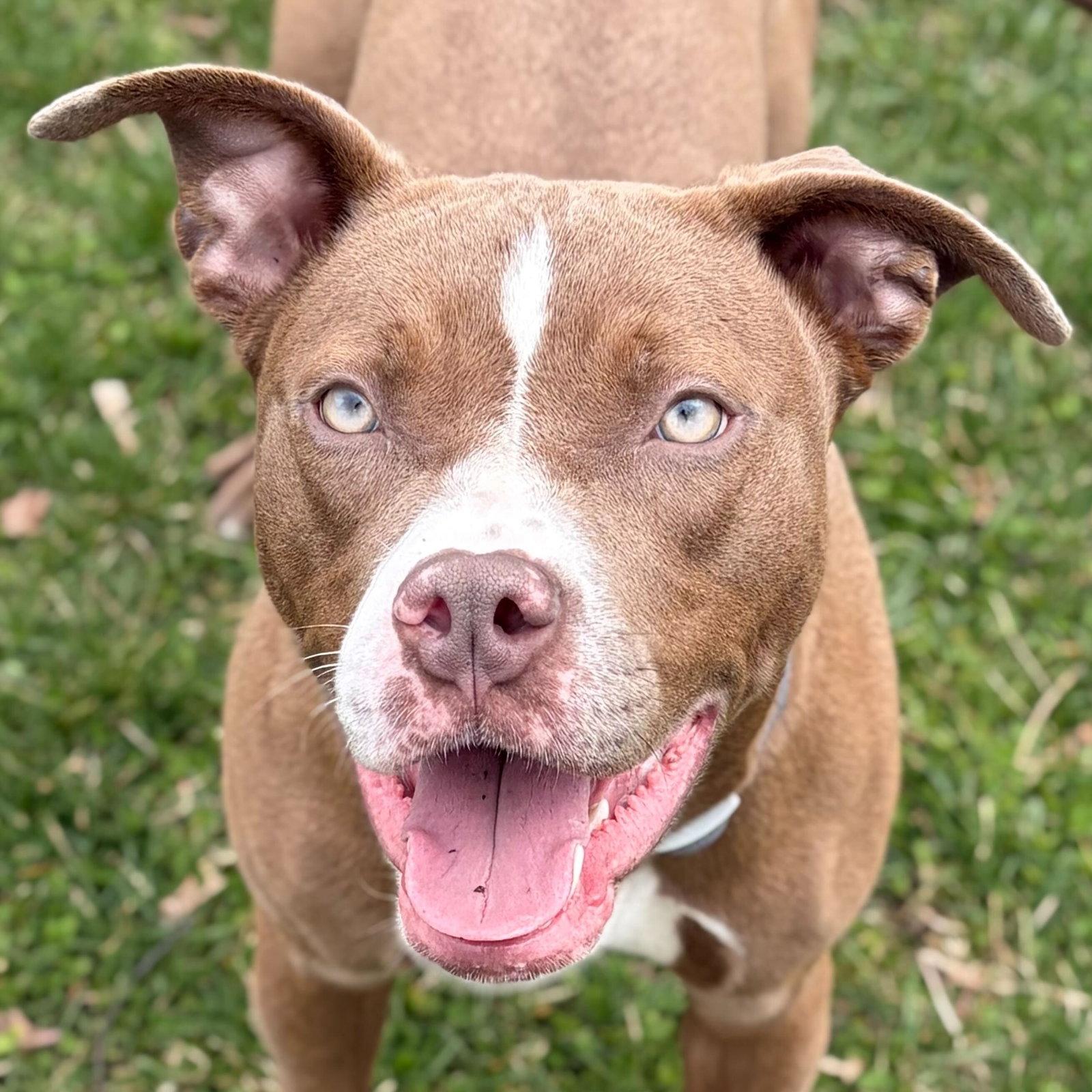 Enlarge Cali - Name Your Own Adoption Fee!, a ADOPTABLE mixed breed in Jefferson, WI image 1/4