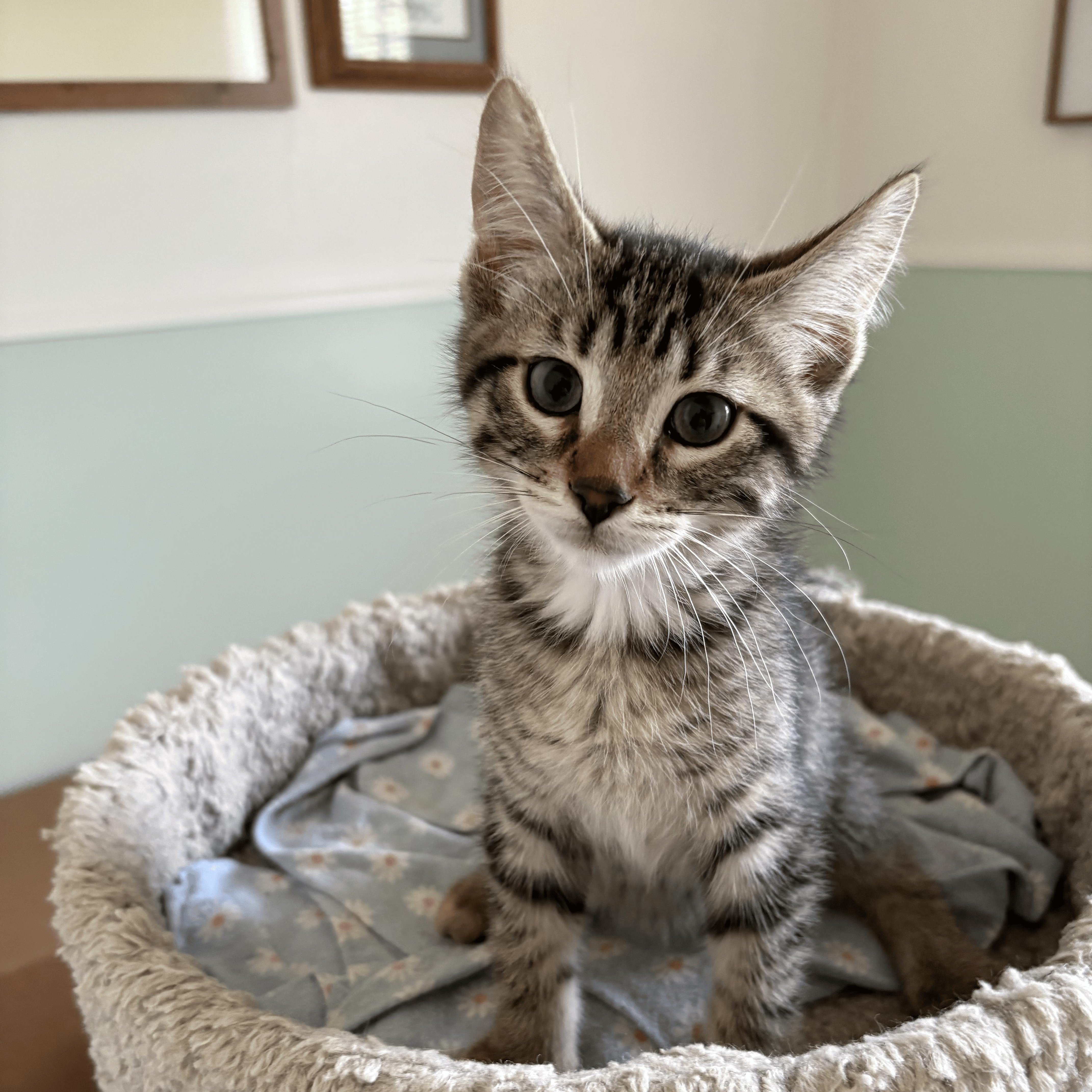 Noble, Baby Male Domestic Short Hair