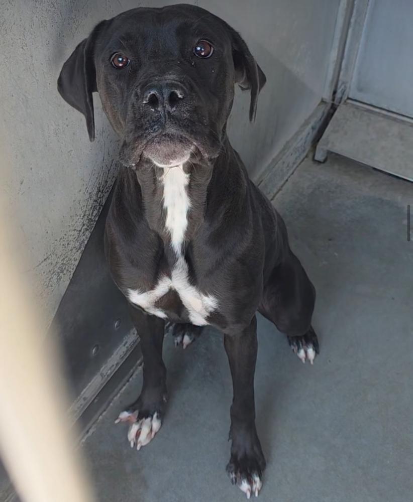 Sydney, Adoptable, Young Female Pit Bull Terrier.