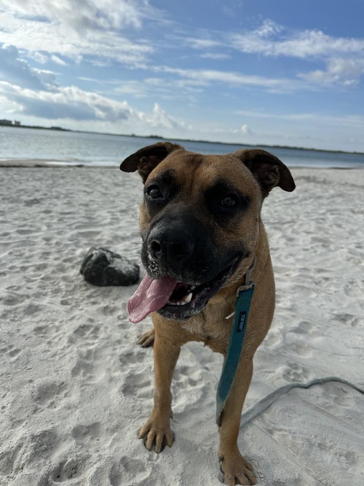 Max, Adoptable, Adult Male German Shepherd Dog & American Bulldog.