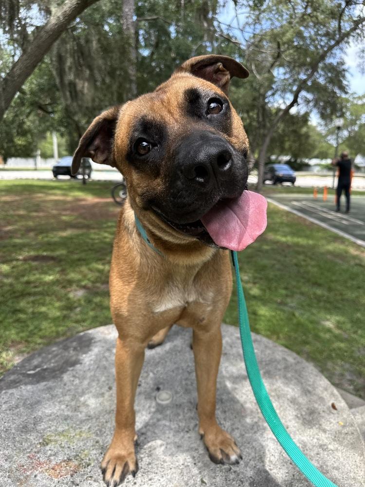 Enlarge Max, a Adoptable mixed breed in Fern Park, FL image 2/6