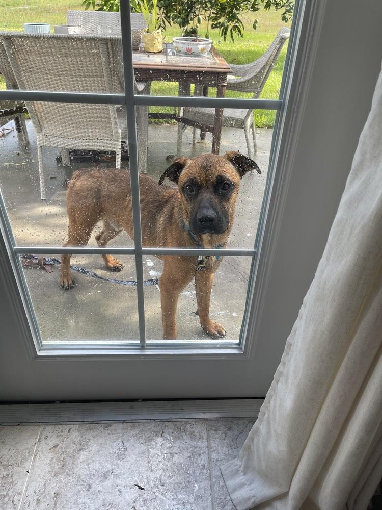 Enlarge Max, a Adoptable mixed breed in Fern Park, FL image 3/6
