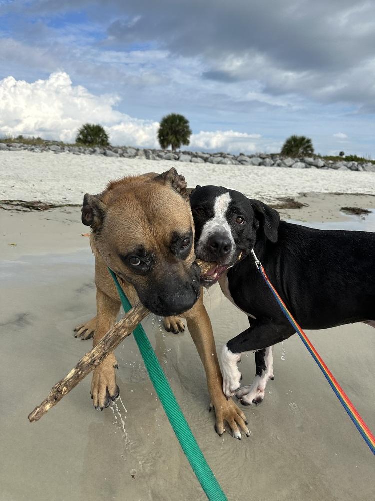 Enlarge Max, a Adoptable mixed breed in Fern Park, FL image 4/6