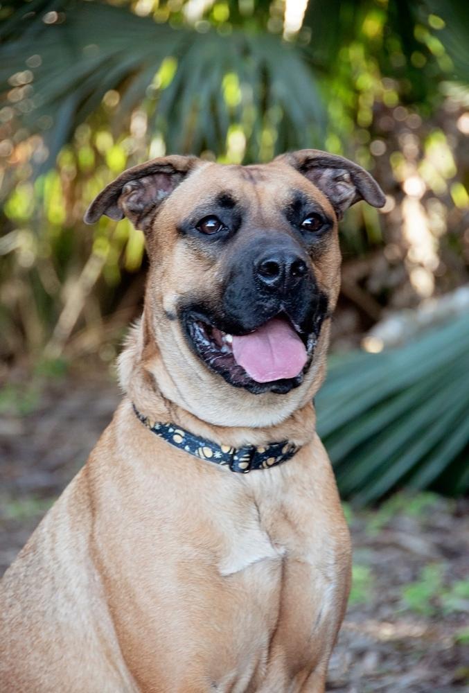 Enlarge Max, a Adoptable mixed breed in Fern Park, FL image 5/6