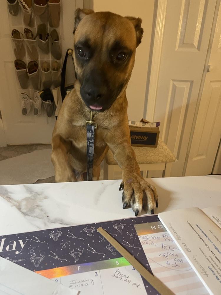 Enlarge Max, a Adoptable mixed breed in Fern Park, FL image 6/6