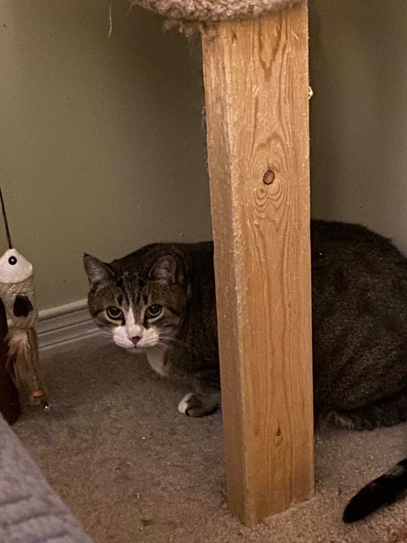 Enlarge Zoey, a Adoptable Domestic Short Hair in Pickering, ON image 1/2