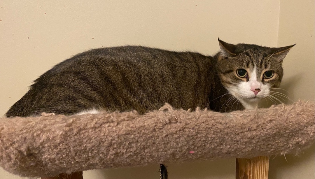 Enlarge Zoey, a Adoptable Domestic Short Hair in Pickering, ON image 2/2