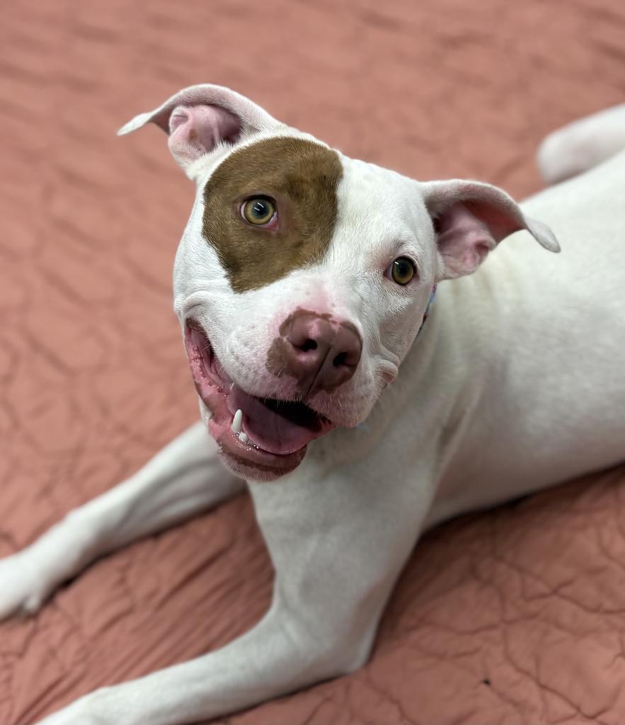 Enlarge Rosemary, a Adoptable mixed breed in Detroit, MI image 1/6