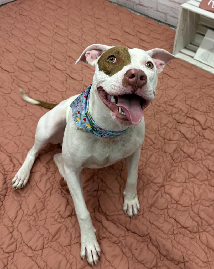 Enlarge Rosemary, a Adoptable mixed breed in Detroit, MI image 2/6