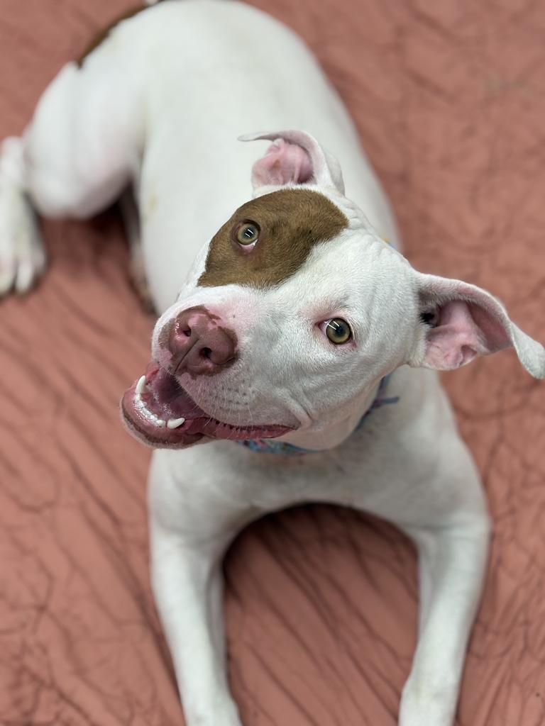 Enlarge Rosemary, a Adoptable mixed breed in Detroit, MI image 3/6