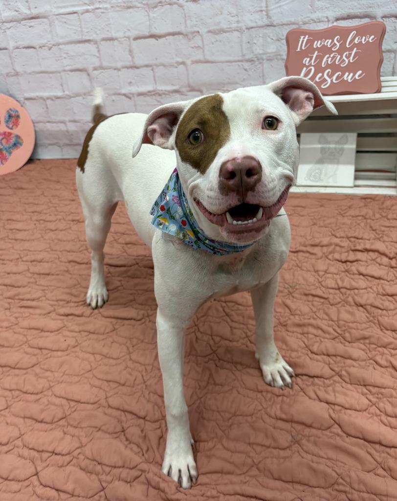 Enlarge Rosemary, a Adoptable mixed breed in Detroit, MI image 4/6