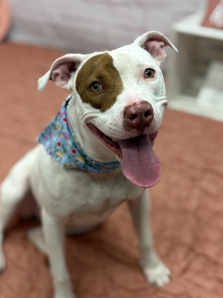 Enlarge Rosemary, a Adoptable mixed breed in Detroit, MI image 5/6