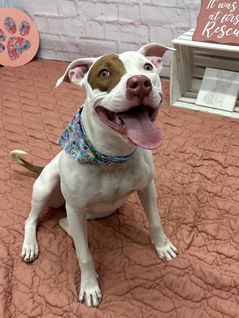 Enlarge Rosemary, a Adoptable mixed breed in Detroit, MI image 6/6