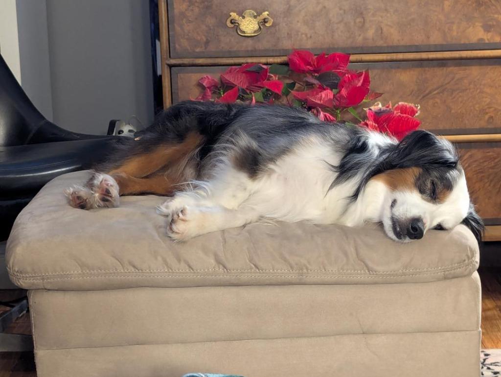 Jax, Adoptable, Adult Male Australian Shepherd.