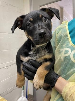 Enlarge Lumpia, a Adoptable mixed breed in Norfolk, VA image 2/2