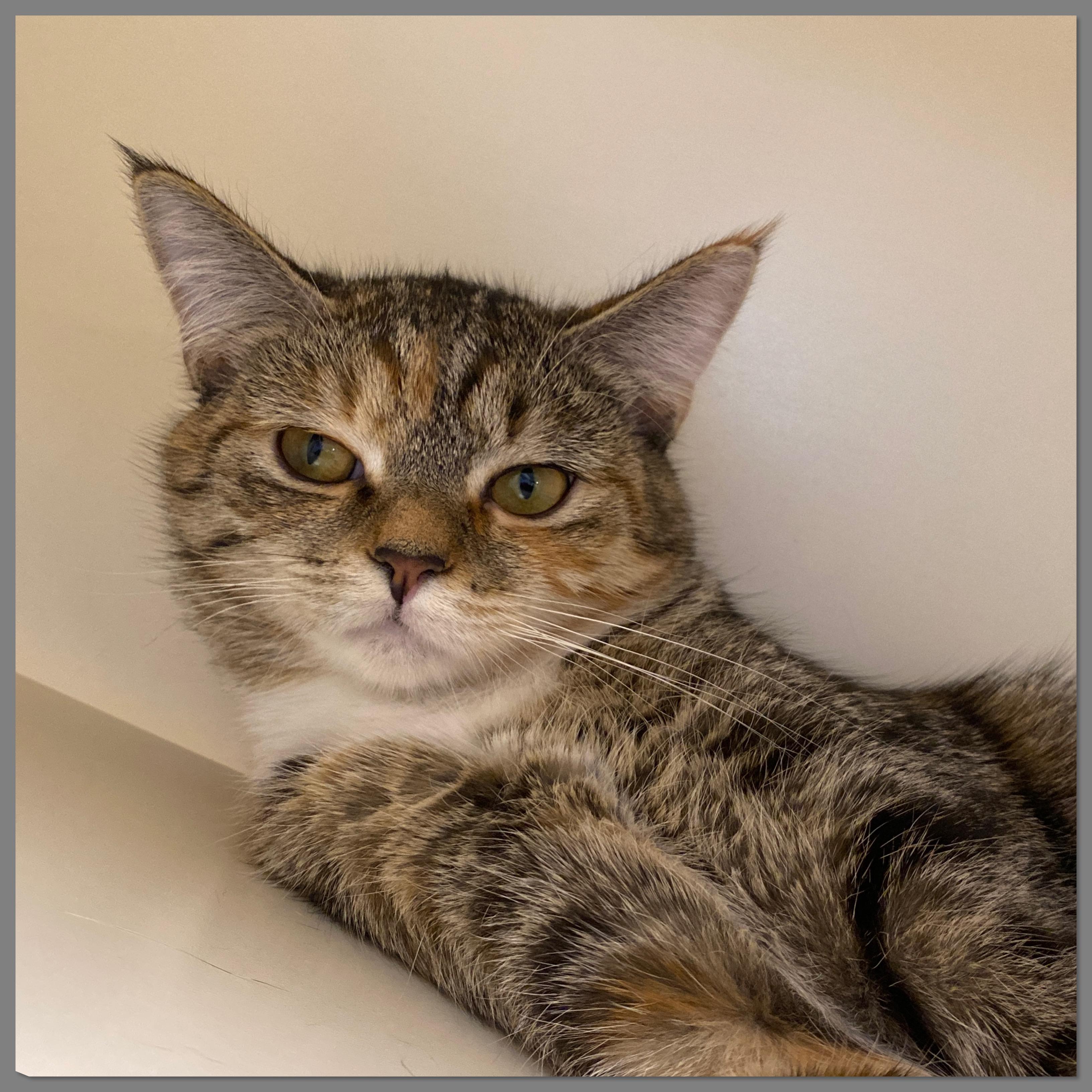 Enlarge Daisy, a Adoptable Domestic Short Hair in Elyria, OH image 3/3