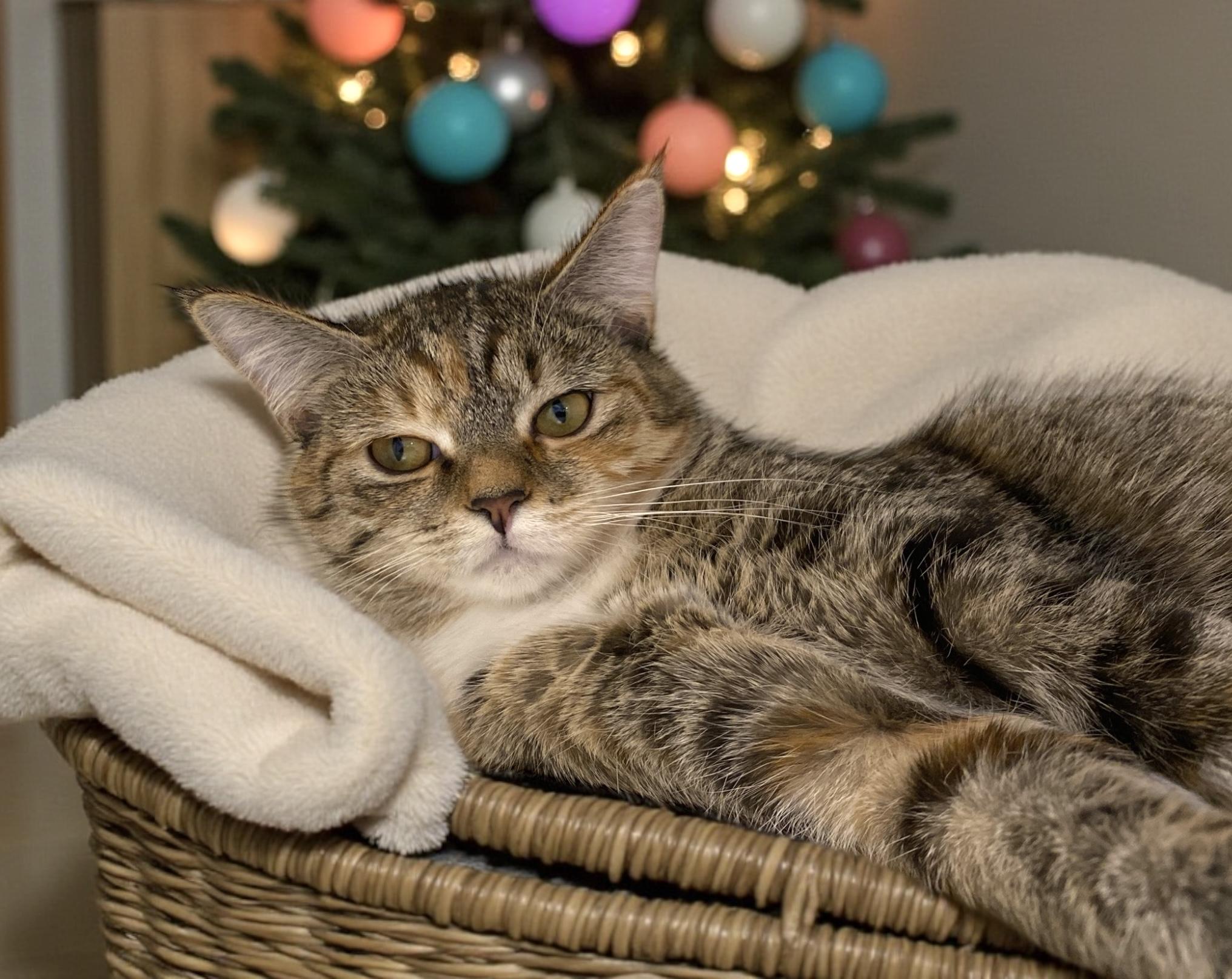 Enlarge Daisy, a Adoptable Domestic Short Hair in Elyria, OH image 2/3