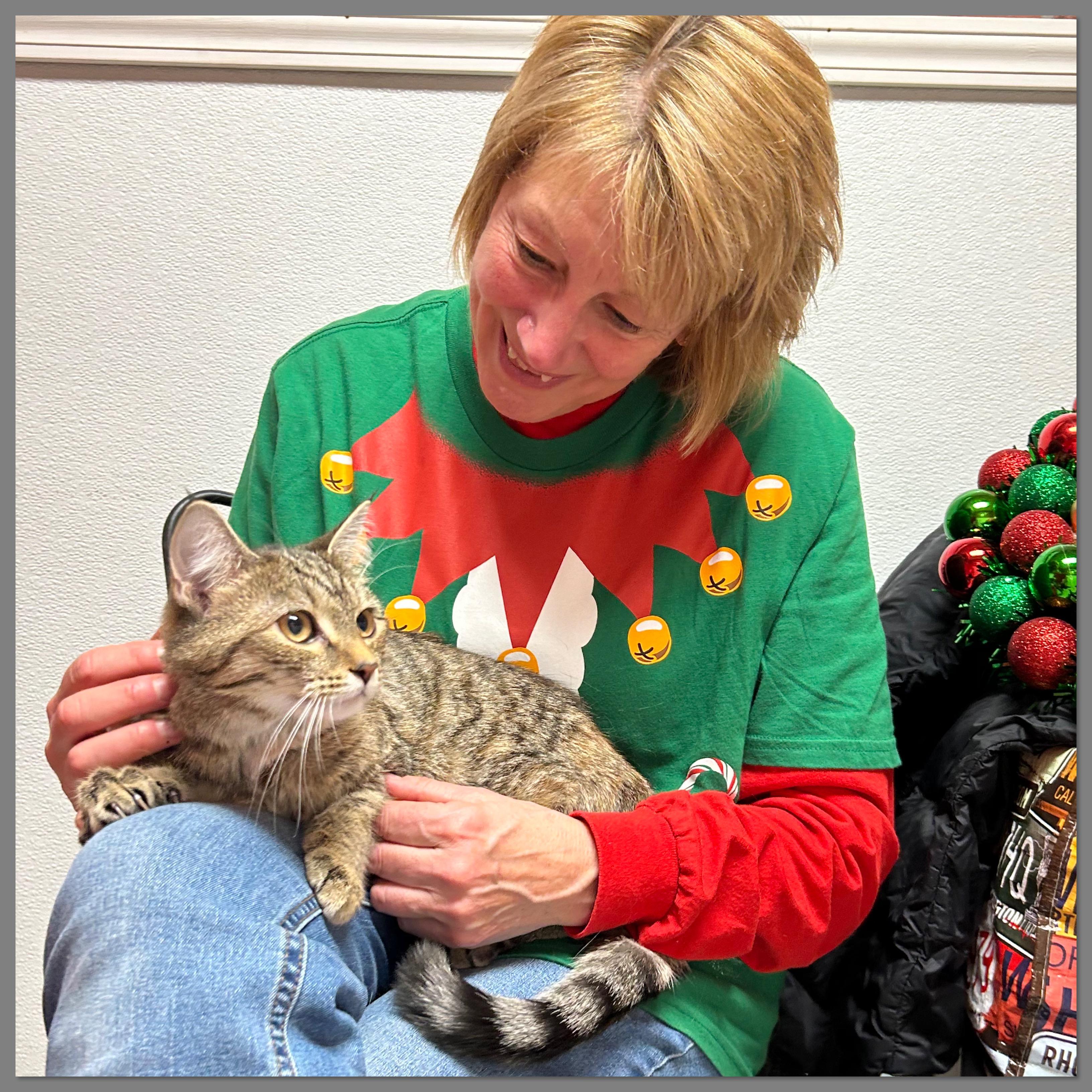 Enlarge Daisy, a Adoptable Domestic Short Hair in Elyria, OH image 1/3