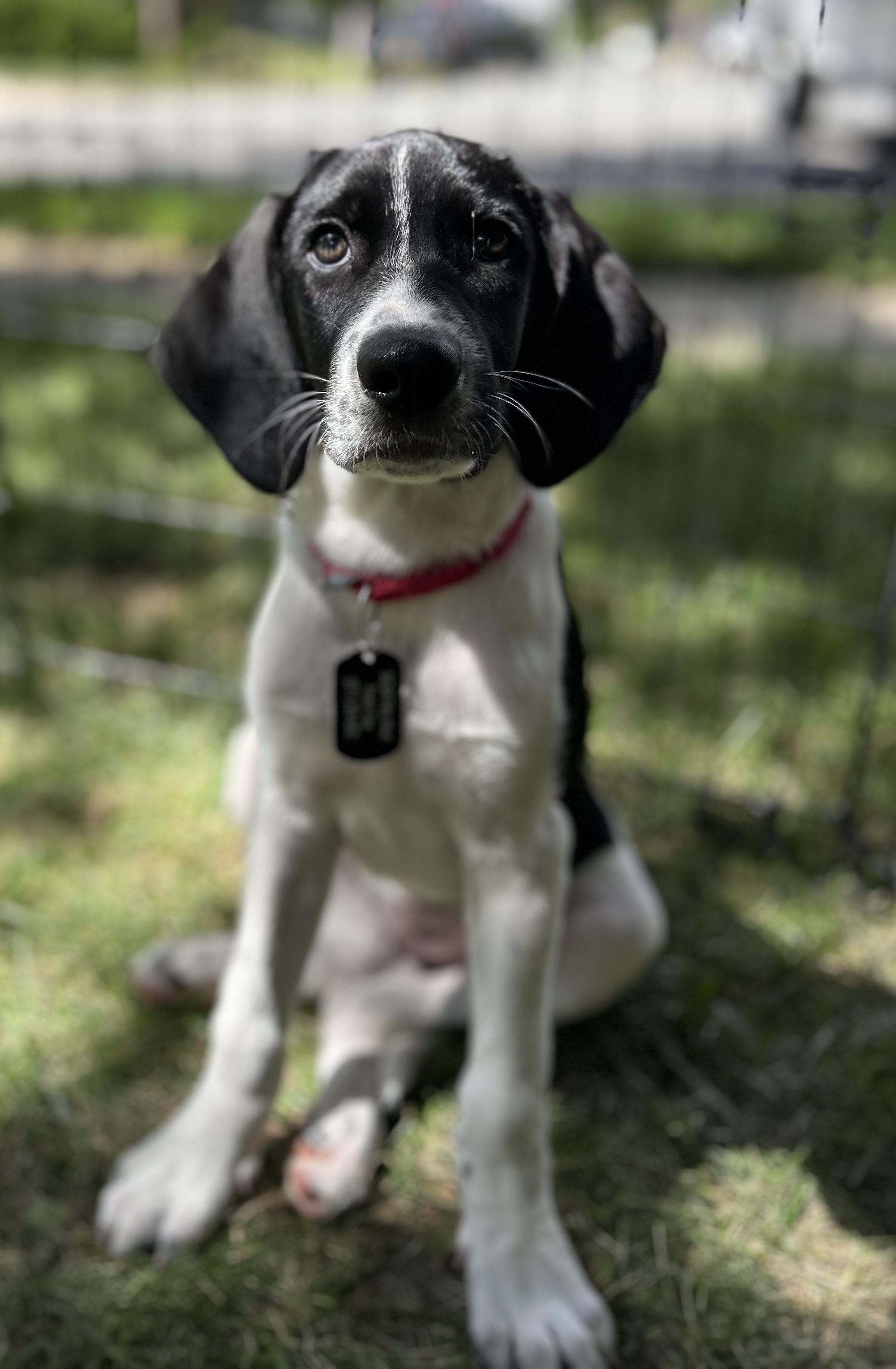 Lola