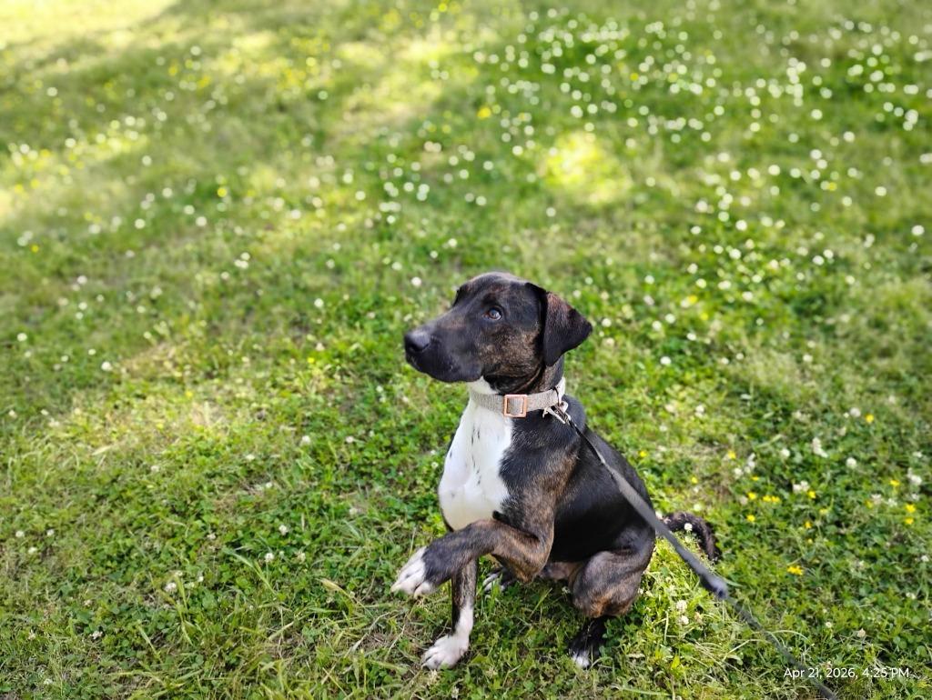 Maximilian, Adoptable, Young Male Labrador Retriever & Greyhound.