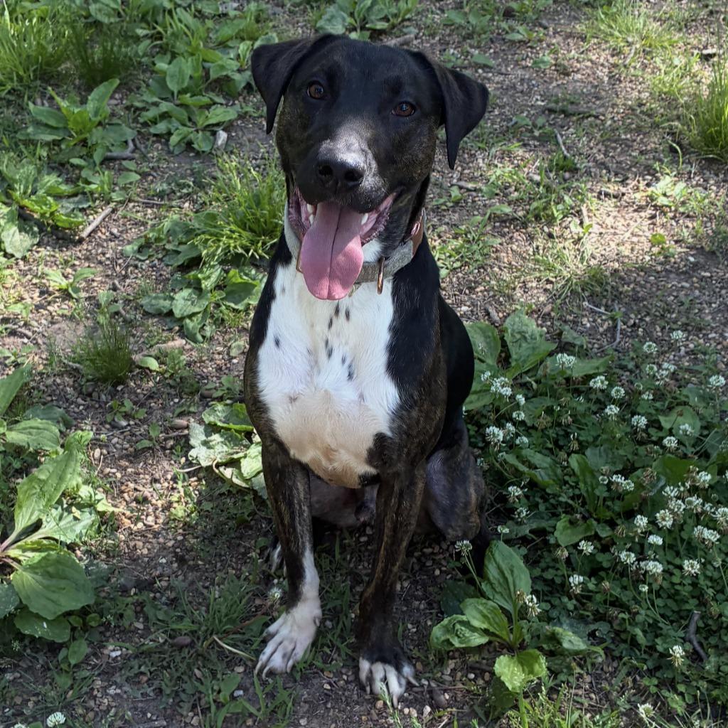Maximilian, Adoptable, Young Male Labrador Retriever & Greyhound.