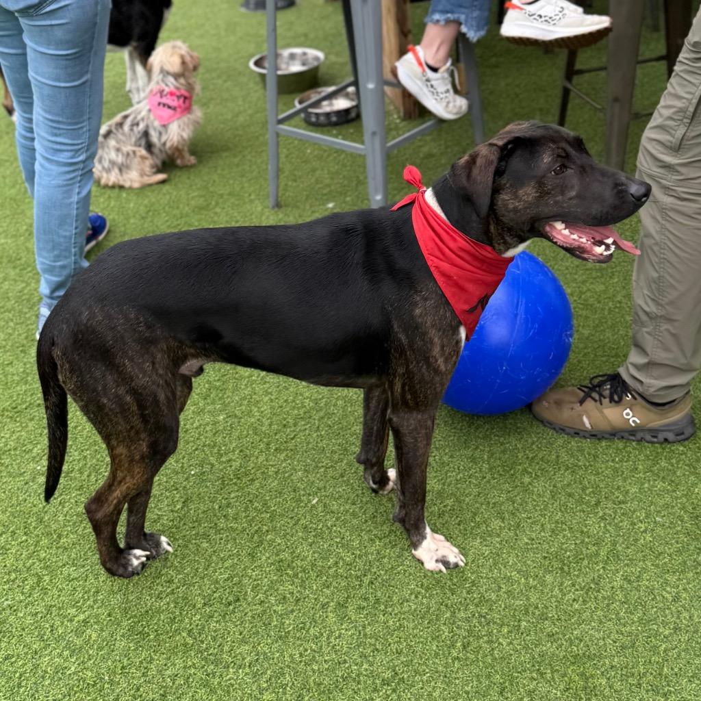 Enlarge Maximilian, a Adoptable mixed breed in Little Rock, AR image 3/6