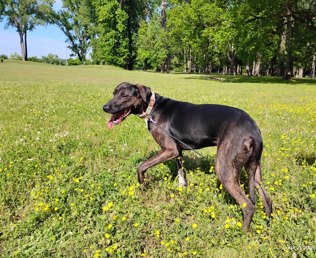 Enlarge Maximilian, a Adoptable mixed breed in Little Rock, AR image 4/6
