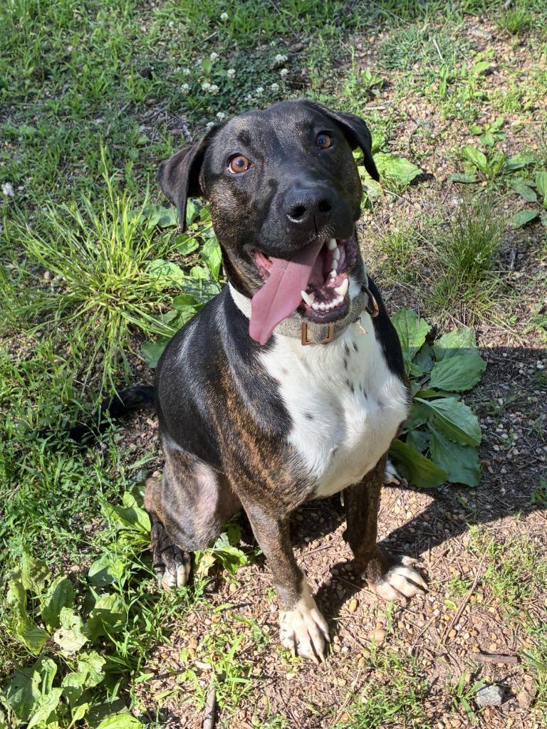 Enlarge Maximilian, a Adoptable mixed breed in Little Rock, AR image 5/6