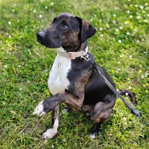 Enlarge Maximilian, a Adoptable mixed breed in Little Rock, AR image 5/6
