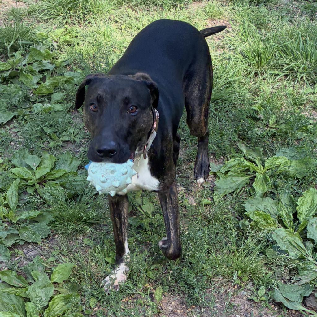 Enlarge Maximilian, a Adoptable mixed breed in Little Rock, AR image 6/6